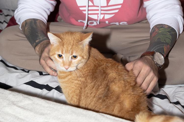 Vad kostar det att ha katt i månaden?