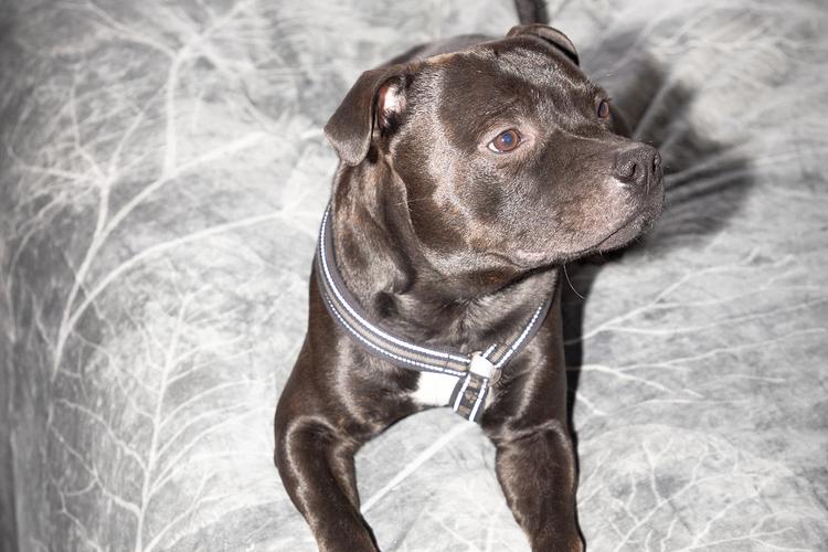 Vad kostar det att ha hund?